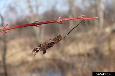 mountain maple, Acer spicatum  (Sapindales: Aceraceae) - 5454169