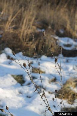 spotted knapweed, Centaurea stoebe  (Asterales: Asteraceae) - 5454182