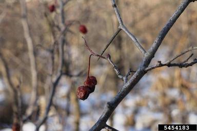 hawthorn, Crataegus spp.  (Rosales: Rosaceae) - 5454183