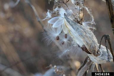 common milkweed, Asclepias syriaca  (Gentianales: Asclepiadaceae) - 5454184