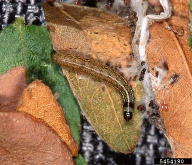 mimosa webworm, Homadaula anisocentra  (Lepidoptera: Galacticidae) - 5454190