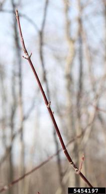 mountain maple, Acer spicatum  (Sapindales: Aceraceae) - 5454197