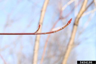 striped maple, Acer pensylvanicum  (Sapindales: Aceraceae) - 5454198