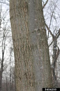northern red oak, Quercus rubra  (Fagales: Fagaceae) - 5454200