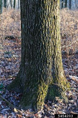 blackjack oak, Quercus marilandica  (Fagales: Fagaceae) - 5454203