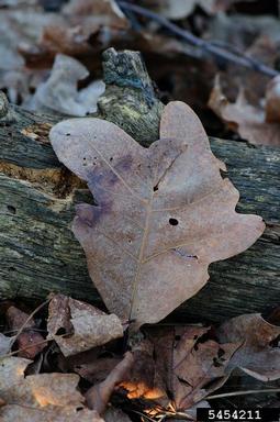 blackjack oak, Quercus marilandica  (Fagales: Fagaceae) - 5454211