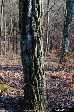 chestnut oak, Quercus prinus  (Fagales: Fagaceae) - 5454213