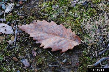 chestnut oak, Quercus prinus  (Fagales: Fagaceae) - 5454214