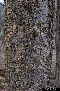 Ohio buckeye, Aesculus glabra  (Sapindales: Hippocastanaceae) - 5454221