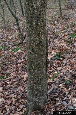 Ohio buckeye, Aesculus glabra  (Sapindales: Hippocastanaceae) - 5454222