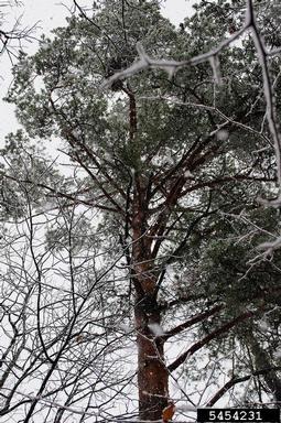 Scots pine, Pinus sylvestris  (Pinales: Pinaceae) - 5454231
