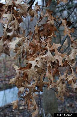 pin oak, Quercus palustris  (Fagales: Fagaceae) - 5454242