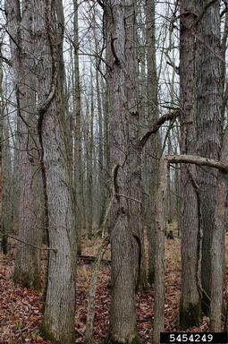swamp white oak, Quercus bicolor  (Fagales: Fagaceae) - 5454249