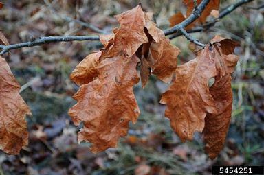 swamp white oak, Quercus bicolor  (Fagales: Fagaceae) - 5454251