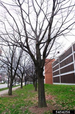 black oak, Quercus velutina  (Fagales: Fagaceae) - 5454256