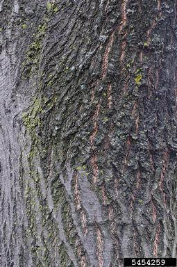 black oak, Quercus velutina  (Fagales: Fagaceae) - 5454259