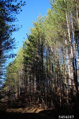 red pine, Pinus resinosa  (Pinales: Pinaceae) - 5454267
