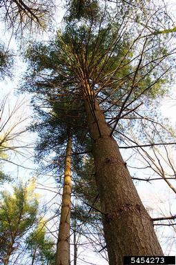eastern white pine, Pinus strobus  (Pinales: Pinaceae) - 5454273