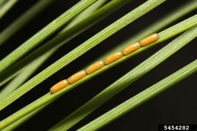 pine false webworm, Acantholyda erythrocephala  (Hymenoptera: Pamphiliidae) - 5454282