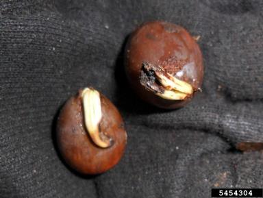 white oak, Quercus alba  (Fagales: Fagaceae) - 5454304