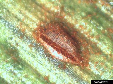 Southern corn rust (Puccinia polysora ) on corn (Zea mays ) - 5454322