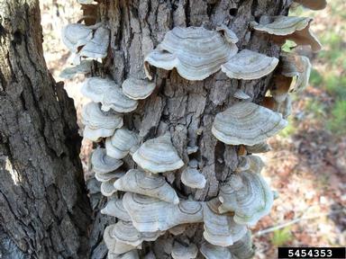 false turkey tail, Stereum ostrea  (Russulales: Stereaceae) - 5454353