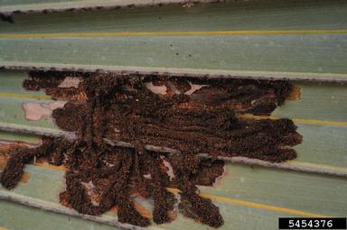palm leaf skeletonizer, Homaledra sabalella  (Lepidoptera: Coleophoridae) - 5454376