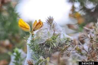 gorse spider mite (Tetranychus lintearius ) on gorse (Ulex europaeus ) - 5454383