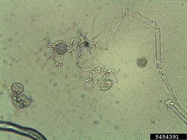 downy mildew (Peronospora parasitica ) on cabbage collards and kale (Brassica oleracea ) - 5454391