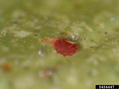 spider mites,    (Acari: Tetranychidae) - 5454447