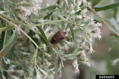 stink bugs,    (Hemiptera: Pentatomidae) - 5454450