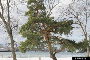 Scots pine, Pinus sylvestris  (Pinales: Pinaceae) - 5454475