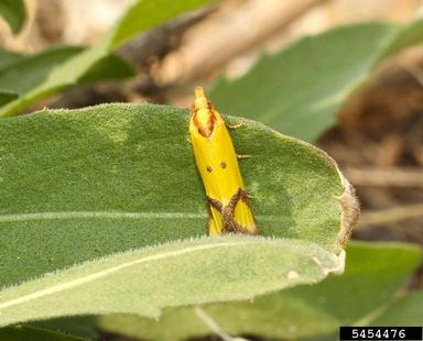 sulfur knapweed root moth (Agapeta zoegana ) on spotted knapweed (Centaurea stoebe ) - 5454476