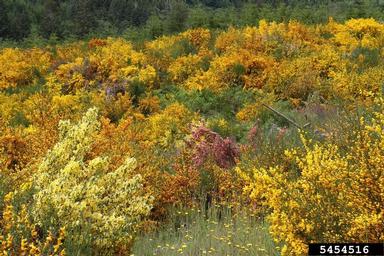 Scotch broom, Cytisus scoparius  (Fabales: Fabaceae (Leguminosae)) - 5454516