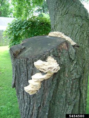 northern tooth (Climacodon septentrionalis ) on sugar maple (Acer saccharum ) - 5454580