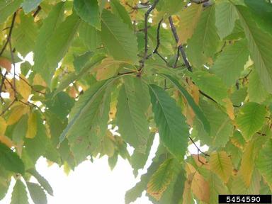 chinkapin oak, Quercus muehlenbergii  (Fagales: Fagaceae) - 5454590