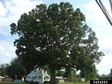 chinkapin oak (Quercus muehlenbergii ) on chinkapin oak (Quercus muehlenbergii ) - 5454593
