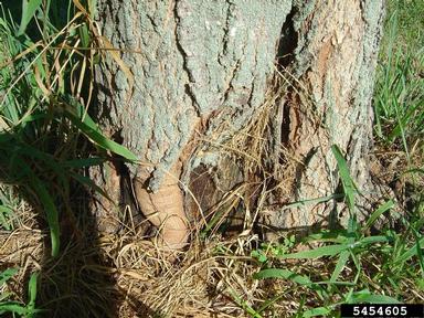 decay on oak (Quercus spp. ) - 5454605
