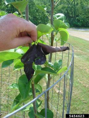 bacterial black stalk, Erwinia spp.  (Enterobacteriales: Enterobacteriaceae) - 5454623