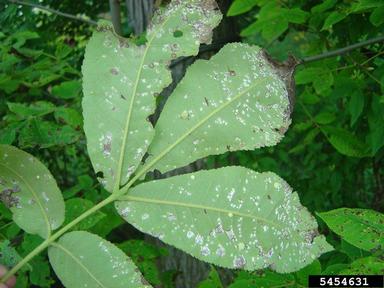  (  ) on hickory (Carya spp. ) - 5454631