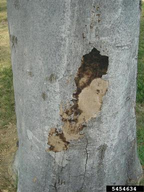 Hypoxylon canker (Annulohypoxylon stygium var. stygium) on American beech (Fagus grandifolia ) - 5454634