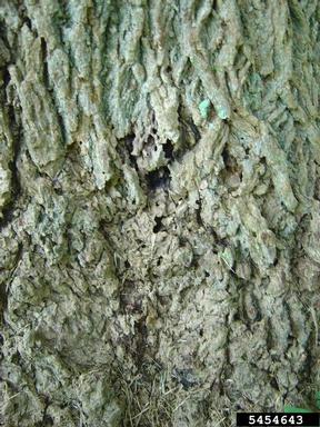 bark beetles (  ) on yellow-poplar (Liriodendron tulipifera ) - 5454643