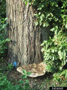 artist's conk (Ganoderma applanatum ) on northern red oak (Quercus rubra ) - 5454645