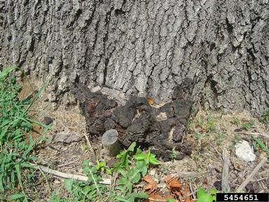trunk rot (Ustulina deusta ) on oak (Quercus spp. ) - 5454651