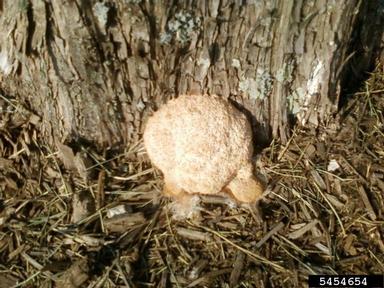 slime mold on bald cypress (Taxodium spp. ) - 5454654
