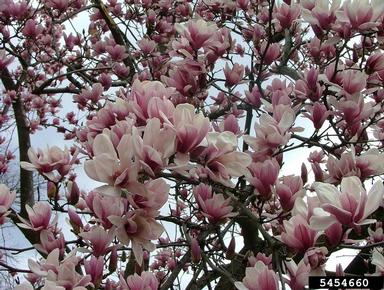 magnolia (Magnolia spp. ) on magnolia (Magnolia spp. ) - 5454660