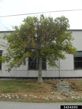dieback (  ) on pin oak (Quercus palustris ) - 5454690