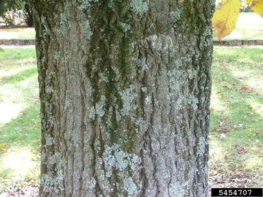 chestnut oak, Quercus prinus  (Fagales: Fagaceae) - 5454707