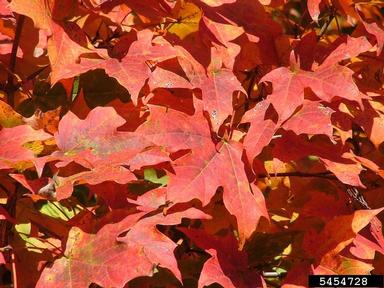 fall color,    - 5454728