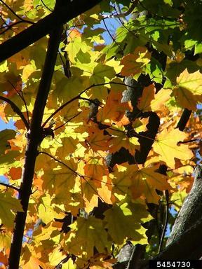 fall color,    - 5454730